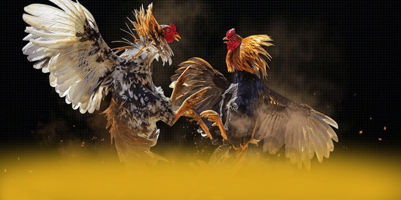 AU88 - Sân chơi hấp dẫn trên thị trường – Tìm hiểu khuyến mãi độc quyền của AU88